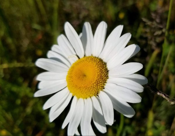 Ox-Eye Daisy