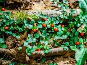 Partridge Berry