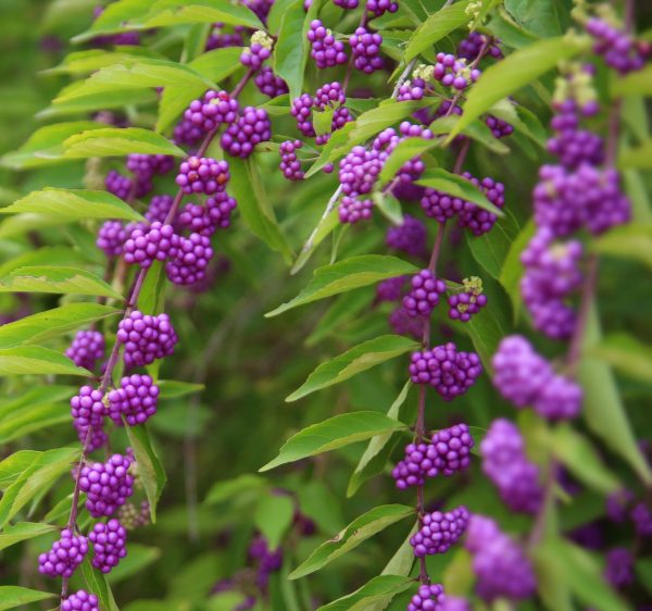 Purple Beautyberry