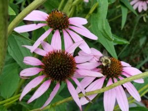Purple Coneflower