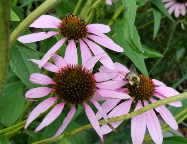 Purple Coneflower