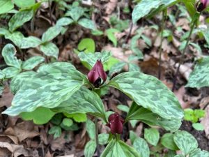 Purple Prairie Trillium