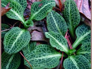 Rattlesnake Orchid