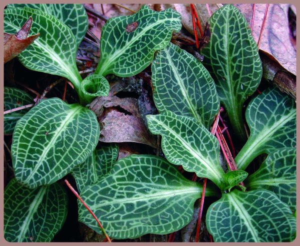 Rattlesnake Orchid