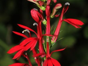 Cardinal Flower