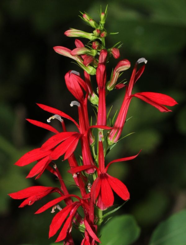 Cardinal Flower