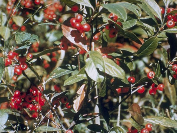 Red Chokeberry