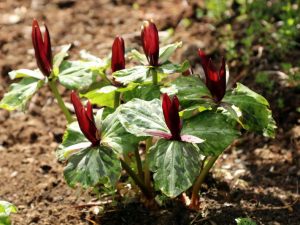 Red Toad Trillium