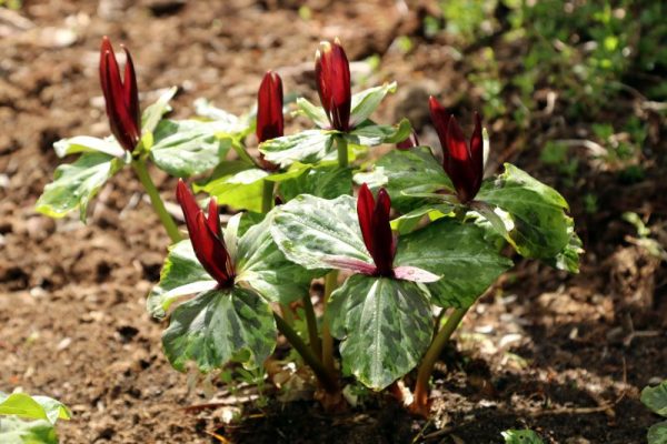 Red Toad Trillium