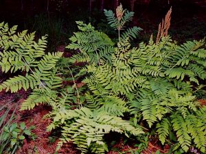 Royal Fern