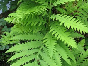 Sensitive Fern
