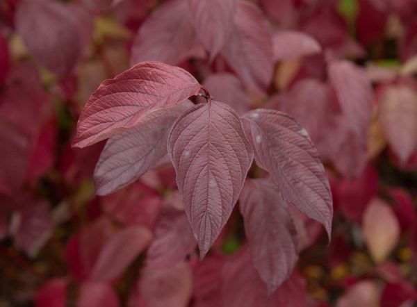 Coral Red, Siberian Dogwood