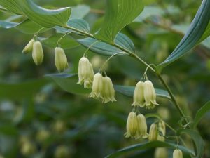 Solomon Seal