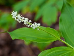 Solomon Seal, False