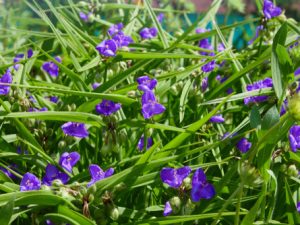 Spiderwort