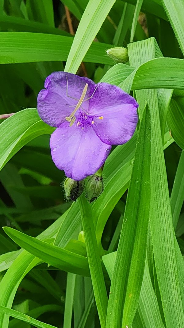 Spiderwort