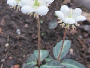 Spotted Wintergreen