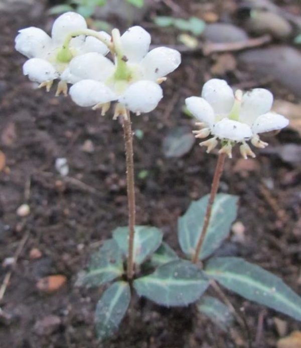 Spotted Wintergreen