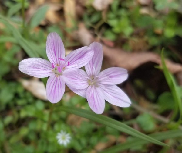 Spring Beauty