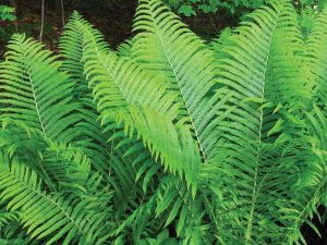TN Ostrich Fern
