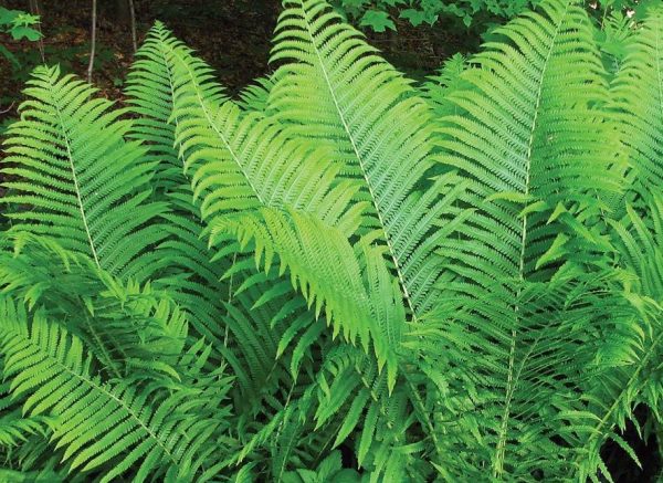 TN Ostrich Fern