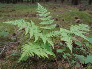 Toothwood Fern