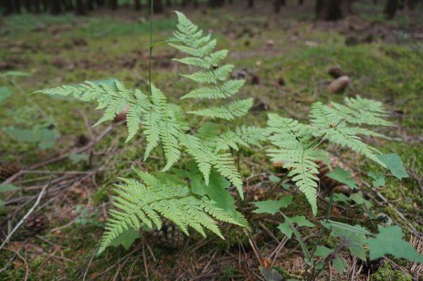 Toothwood Fern