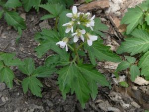 Toothwort