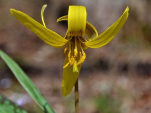 Trout Lily