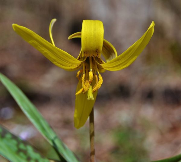 Trout Lily