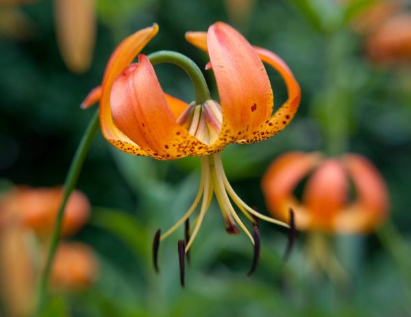 Turk Cap Lily