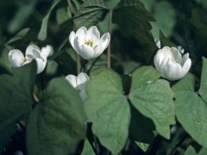 Twinleaf