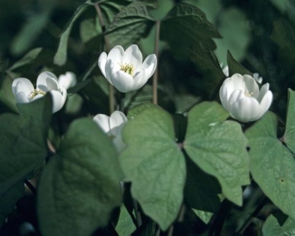 Twinleaf