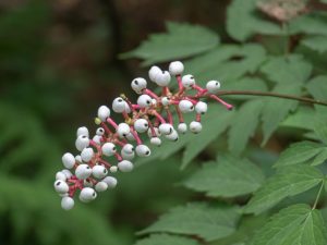 White Baneberry