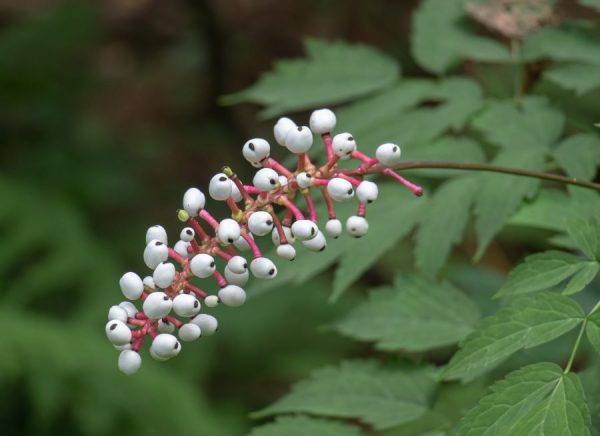 White Baneberry