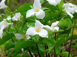 White Trillium