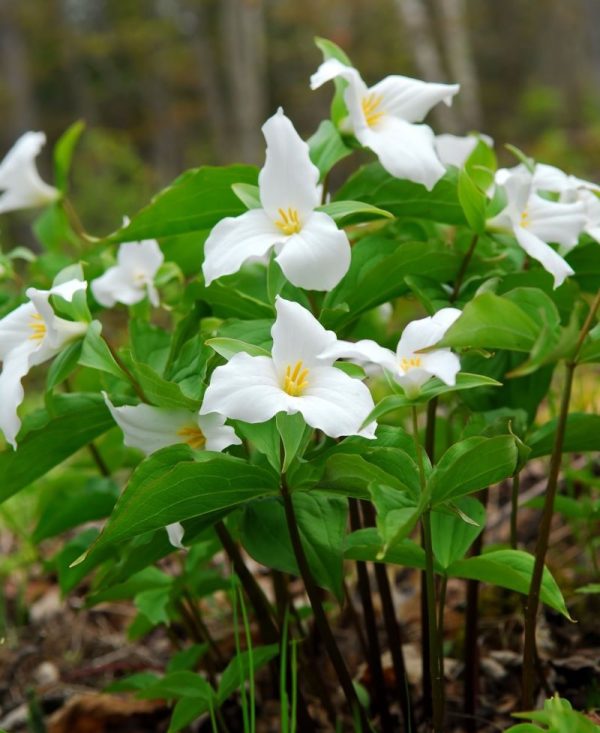 White Trillium