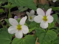 White Violet