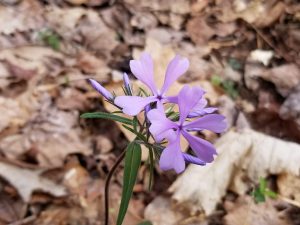Wild Blue Phlox