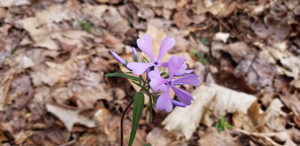 Wild Blue Phlox