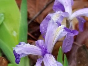 Wild Dwarf Iris