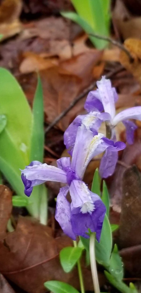 Wild Dwarf Iris