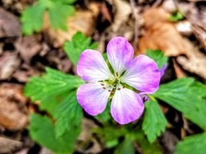 Wild Geranium