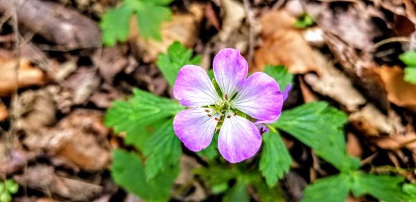Wild Geranium
