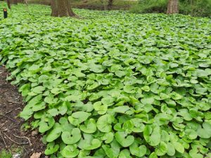 Wild Ginger
