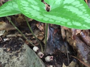 Wild Ginger Evergreen