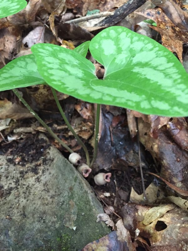 Wild Ginger Evergreen