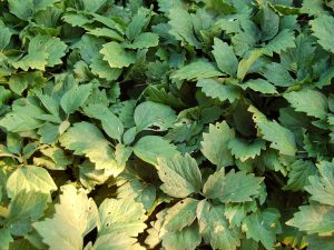 Wild Pachysandra