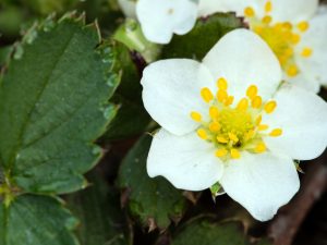 Wild Strawberry