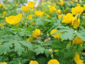 Wood Golden Poppy